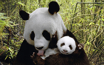 forsweetcutebabypandabearbabypanda 1920Ã1200 Cute Baby Panda (57 ) | Adorable HD wallpaper